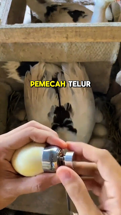 Telur Bebek Pecah, Tapi Apakah Anak Bebeknya Masih Hidup?