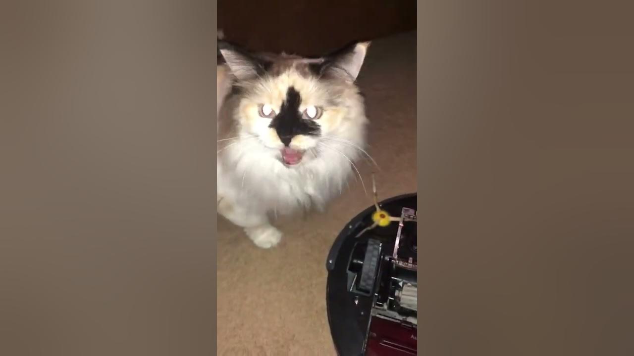 Simple Fix! How to Fix Roomba Vacuum that stops picking up dirt. Fast