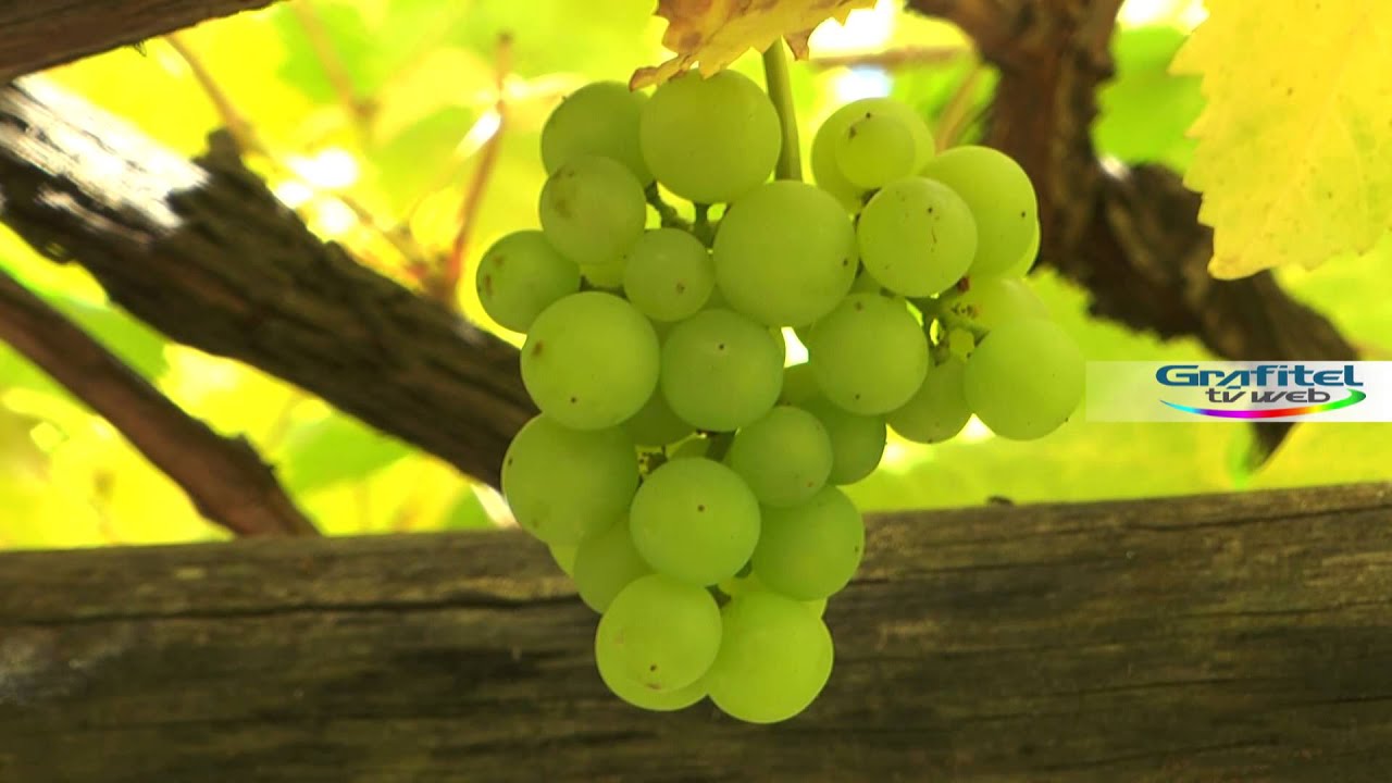 Verdes sonarse comiendo uvas