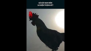 Gà gáy ban đêm là hiện tượng gì ? #shorts