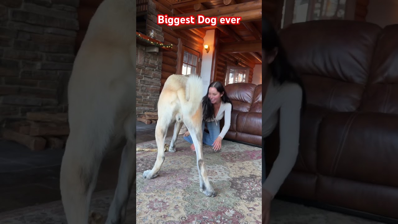 My Dog Weighs 300 Pounds… And He’s Still Growing 