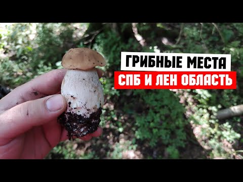 🍄 Грибной сезон 2021 и тихая охота/ Мои грибные места СПб и Лен область/ Белые грибы и красные грибы