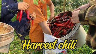 Harvest hot peppers