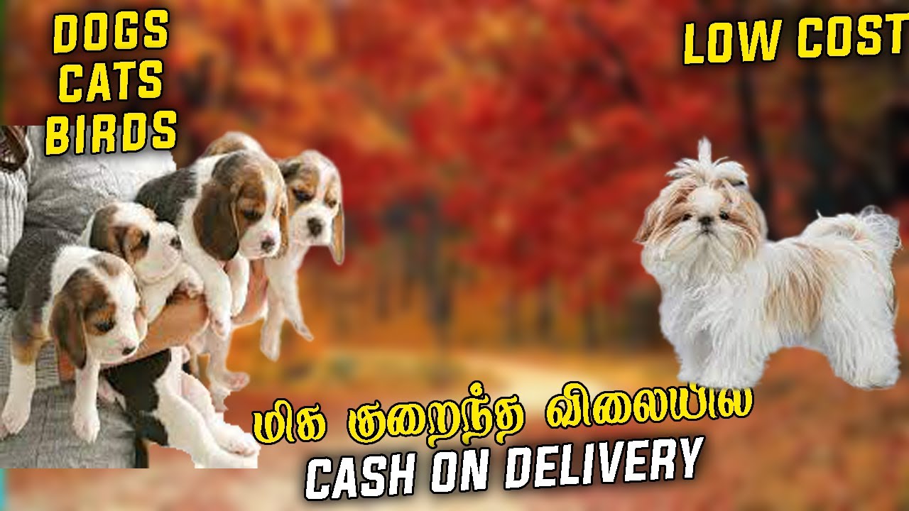 HIGH QUAILITY SHIH TZU PUPPIES & BEAGLE PUPPY AVAILABLE DOGS FOR SALE