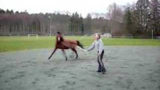 Horse Acting Up + Rearing On Command