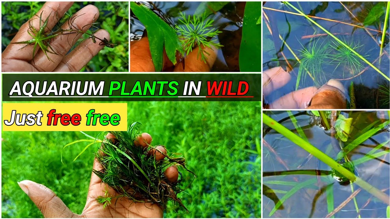collection wild aquarium plants for My outdoor fish tank // collection