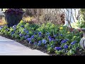 I Went Kind of Crazy With Pansies! 💙😆🤷‍♀️// Garden Answer