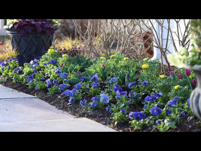 I Went Kind of Crazy With Pansies! 💙😆🤷‍♀️// Garden Answer class=