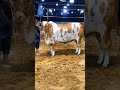 Beauty ❣️ || #shorts #trending #cattle #cow