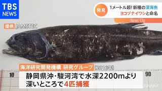 新種「ヨコヅナイワシ」発見、1ｍ超の巨大深海魚 静岡・駿河湾【Nスタ】