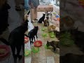 Kegiatan Mama Eks Sam bersama kucingnya