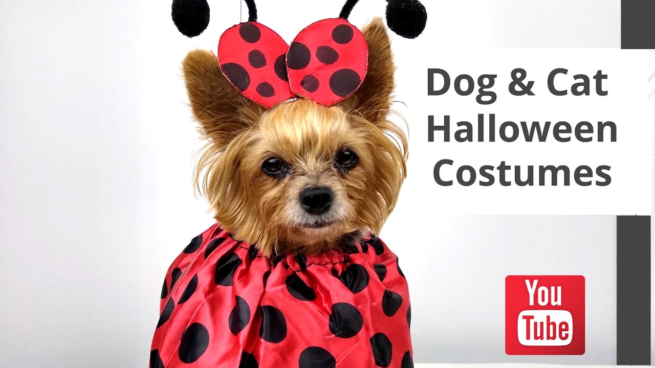 Best Cat and Dog Halloween Costumes 