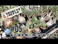 【塊根植物/多肉植物】#05 - コーデックスまみれの庭をカミカミで紹介の回【植物紹介】