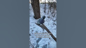 Sometimes You Need To Just Look Up To Find The Geocache!