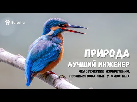 🌟Природа – лучший инженер 🌟 Человеческие изобретения, позаимствованные у животных 🌟