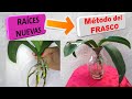 Como recuperar una orquidea con las raices podridas o sin raices usando el METODO del FRASCO #333