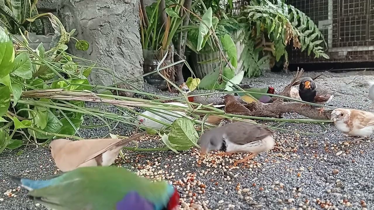 Gouldian diamonddove zebra finches shafttail finch aviary softbills stress relief #everyone #birds 