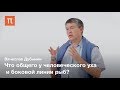 Внутреннее ухо и волосковые рецепторы — Вячеслав Дубынин