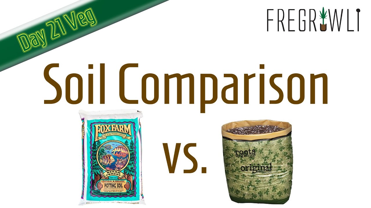 Day 21 Veg - FoxFarm vs Roots Organic - Purple Trainwreck Monocrop