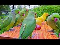 Ringneck parrot talking and eating fruits