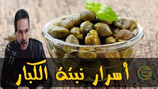 لمن لا يعرف فوائد و استعمالات نبية الكبار (القبار)   - الدكتور جمال الصقلي -