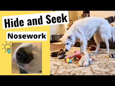 Video: Hide-and-Seek: zábavná hra hrať so svojím psom