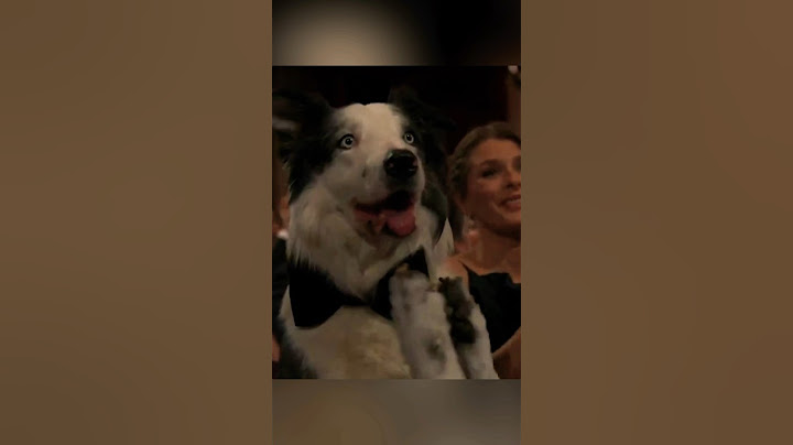 Messi the dog CLAPPING at the 2024 Oscars 🐶 #shorts #hollywood