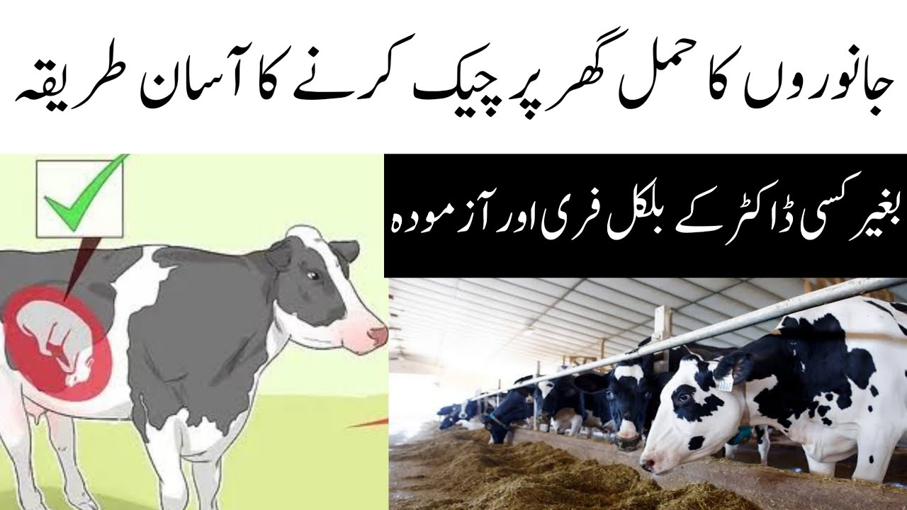 Desi Method to check the Pregnancy of Dairy Cows and buffalo at home 