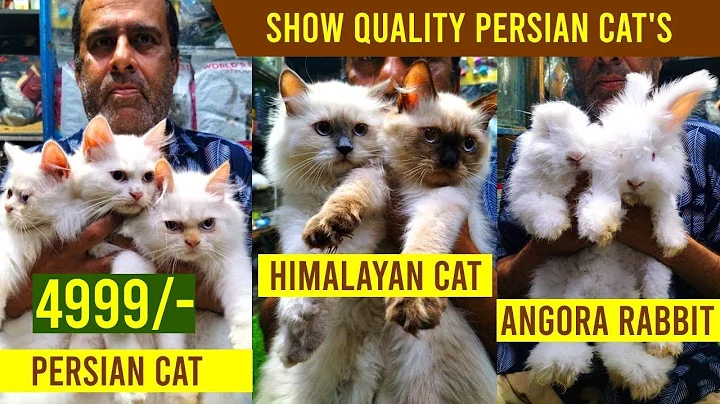 Video 9027321: quality persian cat kitten, persian cat show quality, best pets
