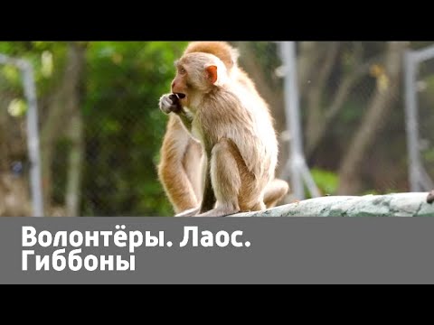 Волонтеры. Лаос. Гиббоны | Живая Планета