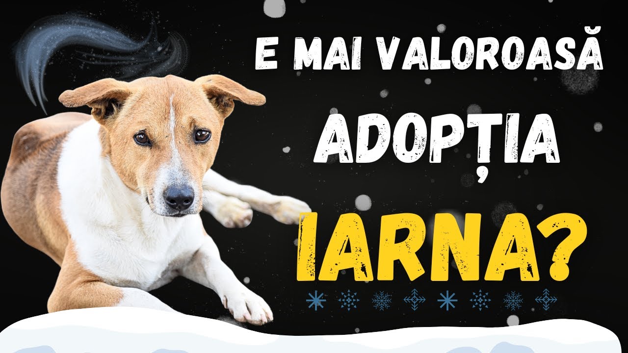 Cum rezistă câinii în adăposturi iarna?