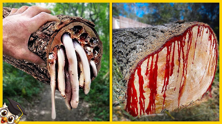 10 Arbres les plus Dangereux du Monde