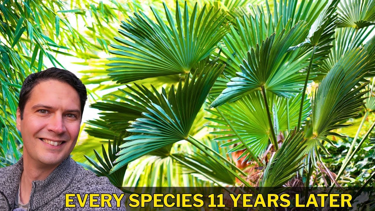 🌴 10+ Years of Trachycarpus Palms: Annual Garden Report 2025