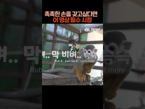 나는 태어난 지 두달된 다람쥐 원숭이 새끼다 [애니멀봐 나새끼 46호]  #애니멀봐 #shorts