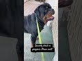 #rottweiler #petlover #doglife #fyp #seo #highlights #viralvideo #shorts #instagram #tiktok #youtube