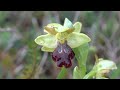 Ophrys lupercalis -  Orquídea Abeja oscura
