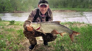 :  ,      .  - Zipbaits rigge 56, Aquatic Ronin CY