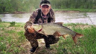 Огромные жерехи, злые щуки и просто красивая природа. Воблеры - Zipbaits rigge 56, Aquatic Ronin CY