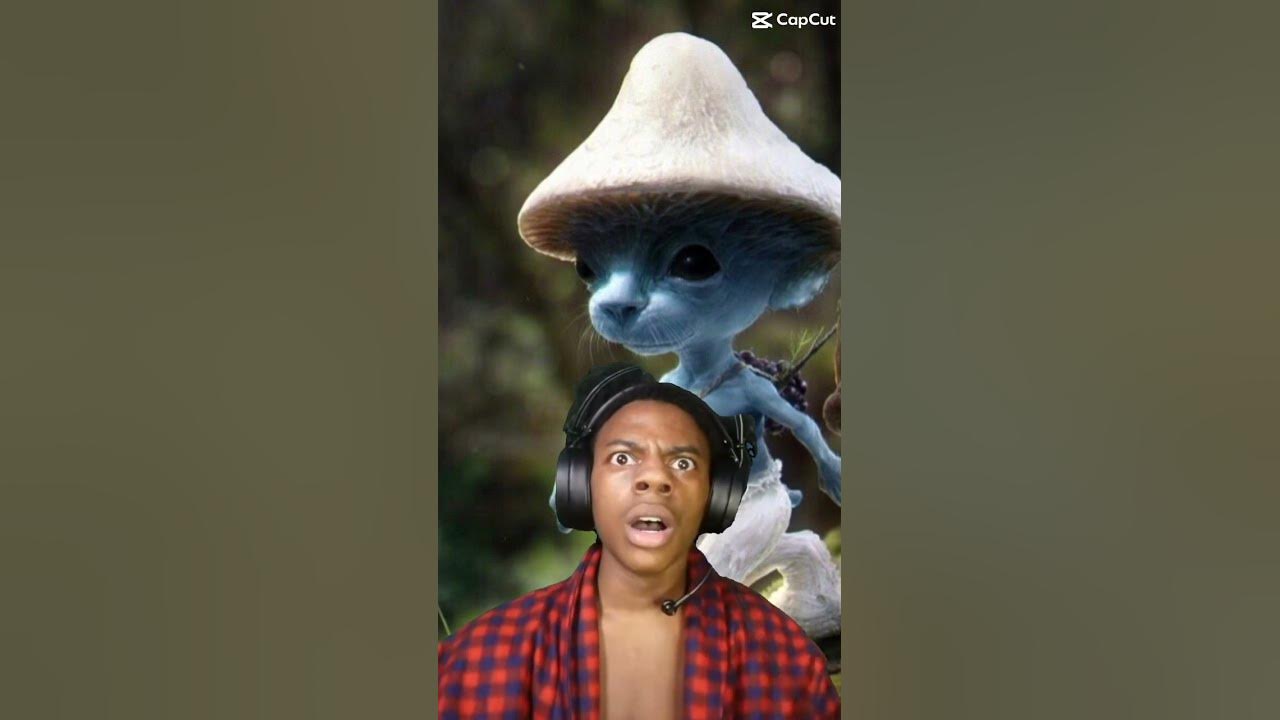 Smerf cat - YouTube