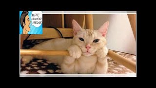 Cat Saturday (30 Photos) - 94Pic Humor Relax