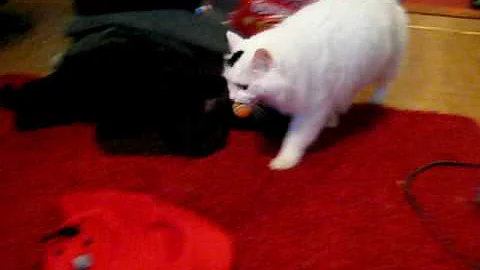 Watch the video about Fluffy Turkish van plays with a ball