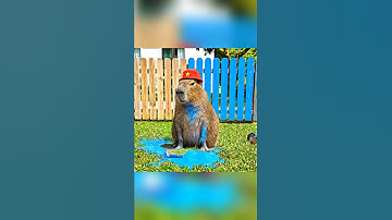 bà nhờ capybara sơn hàng rào mừng quốc khánh 2/9 và cái kết #capybara #vuive #giaitri #quockhanh