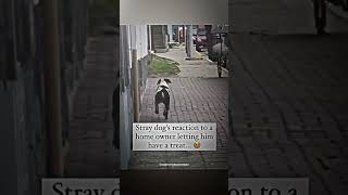 HAPPY DOGGY❤ #kindness #doglover #amazing #cool #cute #shortvideo #viral