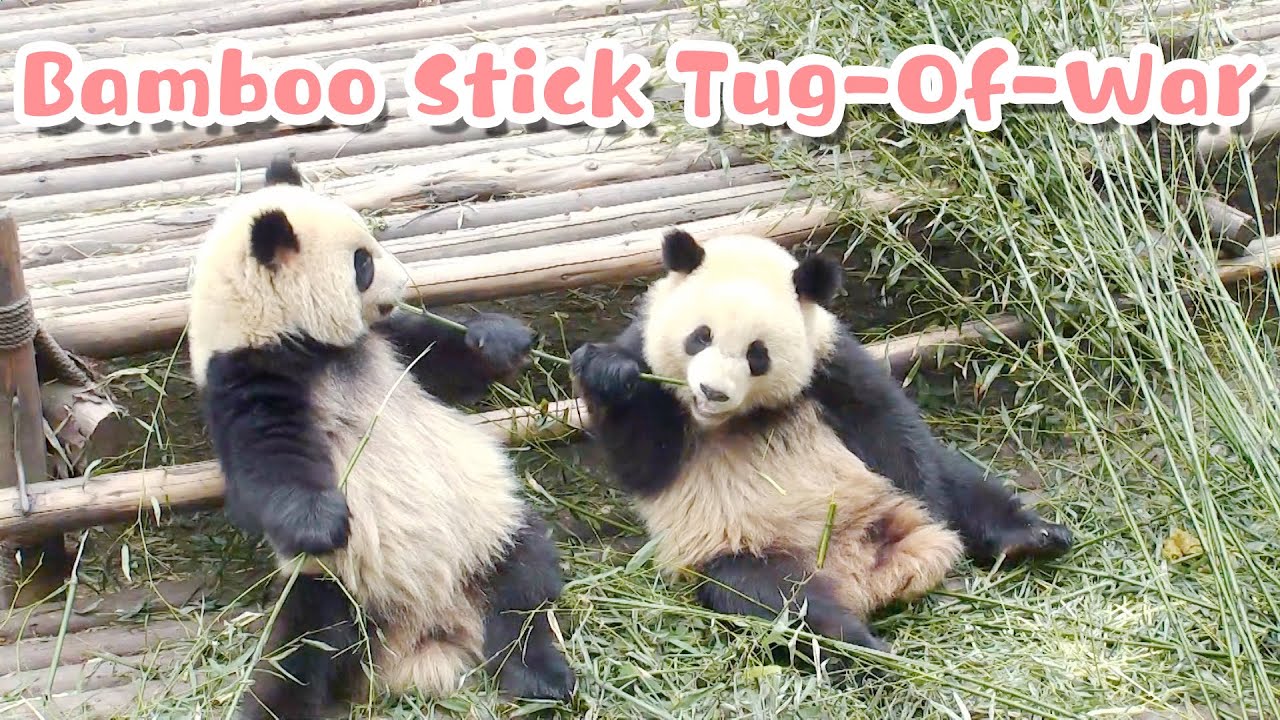 Bamboo Stick Tug-Of-War Between Two Baby Pandas | iPanda - YouTube