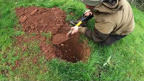 Ferreting rabbits - dig to the young hob