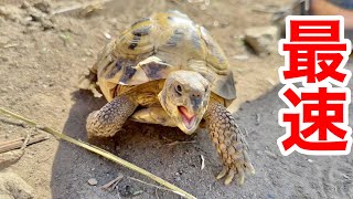 爬虫類館で最速のリクガメを紹介します