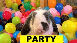 Balloon Birthday Party For my BUNNY  Say Happy 6th Birthday!