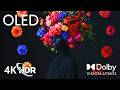 Mesmerizing Flowers in 4K Dolby Vision HDR – A Visual Masterpiece (4K/8K TV)