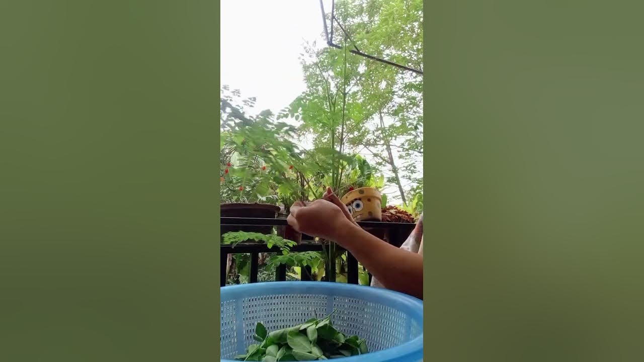 GOOD FOR BREASTFEEDING MOMMY moringa horseradish KAMONGGAY YouTube