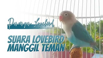 Suara Lovebird Ngekek Memanggil Teman